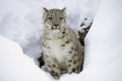 Tim Fitzharris - Snow Leopard adult portrait in snow, native to Asia