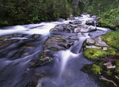 Tim Fitzharris - Paradise River, Mt Rainier National Park, Washington
