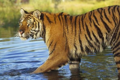 Tim Fitzharris - Siberian Tiger walking through a shallow river, Asia
