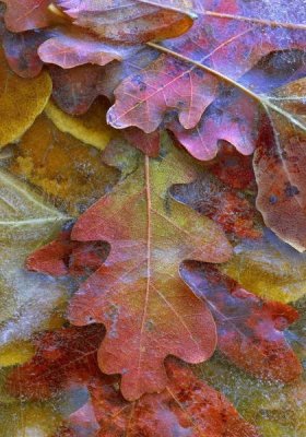 Tim Fitzharris - Fallen autumn colored Oak leaves frozen on the ground