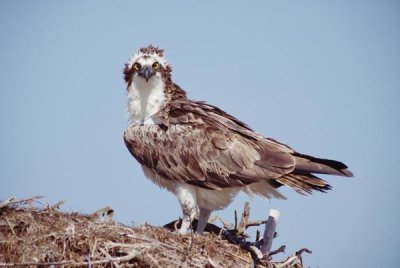 Tim Fitzharris - Osprey adult perching on nest, Baja California, Mexico