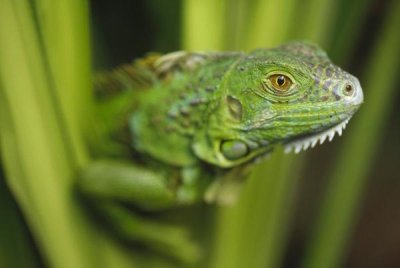Tim Fitzharris - Green Iguana amid green leaves, Roatan Island, Honduras