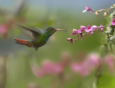 Tim Fitzharris - Rufous-tailed Hummingbird hovering near flower, Ecuador