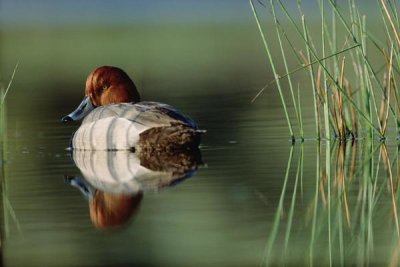 Tim Fitzharris - Redhead Duck male with reflection near reeds, Washington