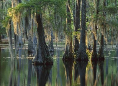 Tim Fitzharris - Bald Cypress swamp, Sam Houston Jones State Park, Louisiana
