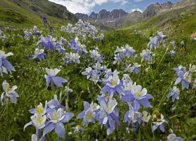 Tim Fitzharris - Colorado Blue Columbine flowers in American Basin, Colorado