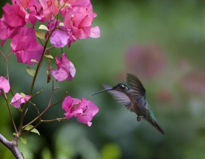 Tim Fitzharris - Magnificent Hummingbird female feeding at flower, Costa Rica