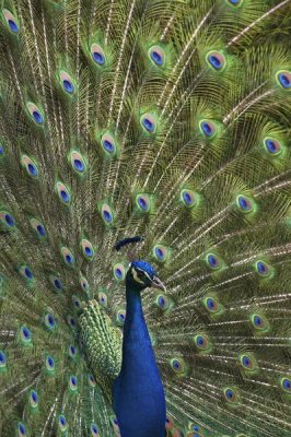 Tim Fitzharris - Indian Peafowl male with tail fanned out in courtship display