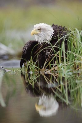 Tim Fitzharris - Bald Eagle with reflection at the edge of a lake, North America