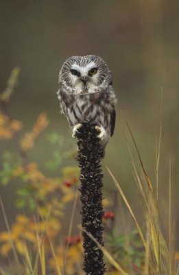Tim Fitzharris - Northern Saw-whet Owl perching on a post, British Columbia, Canada