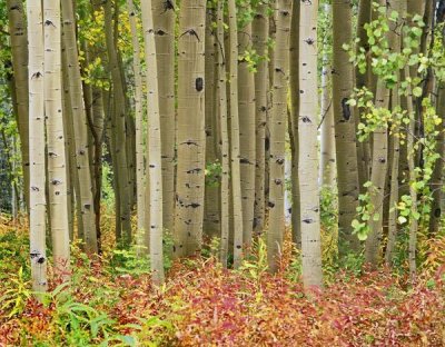 Tim Fitzharris - Aspen trees and Fireweed, Collegiate Peaks Wilderness Area, Colorado