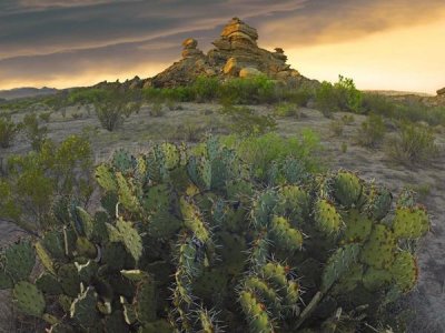Tim Fitzharris - Opuntia and hoodoos, Big Bend National Park, Chihuahuan Desert, Texas