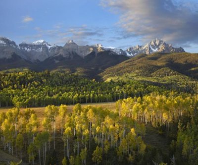 Tim Fitzharris - Quaking Aspen forest and Mount Sneffels, San Juan Mountains, Colorado
