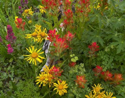 Tim Fitzharris - Orange Sneezeweed and Indian Paintbrush flowers in meadow, North America