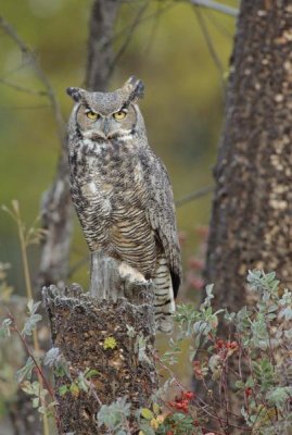Tim Fitzharris - Great Horned Owl in its pale form perching on snag, British Columbia, Canada