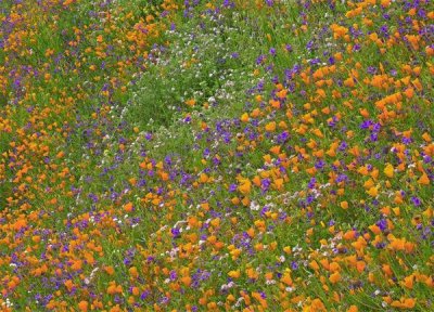 Tim Fitzharris - California Poppy and Desert Bluebell carpeting a spring hillside, California