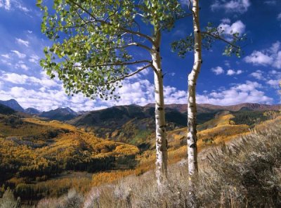 Tim Fitzharris - Aspen trees in fall-colors on Elk Mountains, Capitol Creek trailhead, Colorado