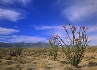 Tim Fitzharris - Ocotillo and the Vallecito Mountains, Anza-Borrego Desert State Park, California