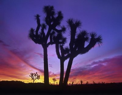 Tim Fitzharris - Joshua Trees at sunrise near Quail Springs, Joshua Tree National Park, California
