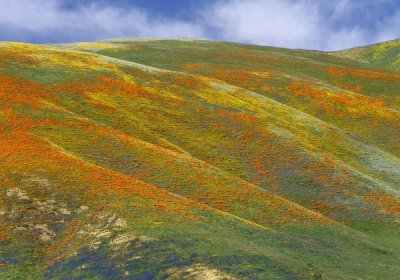 Tim Fitzharris - California Poppy covered hillside, spring, Tehachapi Hills near Gorman, California
