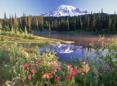 Tim Fitzharris - Mt Rainier and wildflowers at Reflection lake, Mt Rainier National Park, Washington