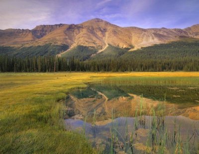 Tim Fitzharris - Observation Peak and coniferous forest reflected in pond, Banff National Park, Alberta