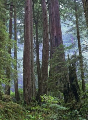 Tim Fitzharris - Old growth forest of Coast Redwood stand Del Norte Coast Redwoods State Park, California