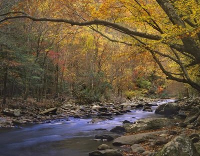 Tim Fitzharris - Little River flowing through autumn forest, Great Smoky Mountains National Park, Tennessee