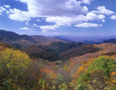 Tim Fitzharris - Deciduous forest in the autumn from Thunderstruck Ridge Overlook, Blue Ridge Parkway, North Carolina