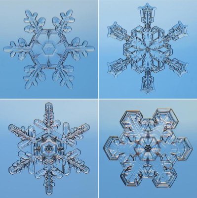 Steve Gettle - Snowflakes seen through microscope