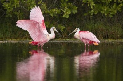 Steve Gettle - Roseate Spoonbill pair courting, Merritt Island National Wildlife Refuge, Florida