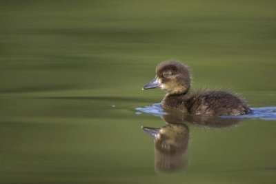 Cedric Jacquet - Tufted Duck young, swimming on lake, Bambois, Belgium