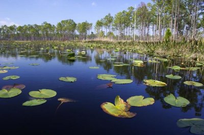 Scott Leslie - Lake with lily pads, southern Florida