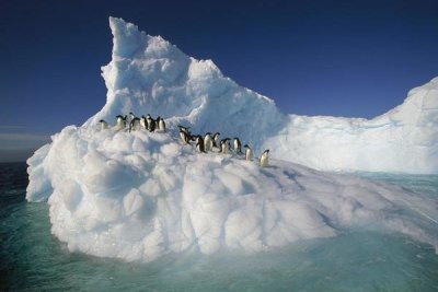 Colin Monteath - Adelie Penguin group on sculpted iceberg, Terre Adelie Land, east Antarctica