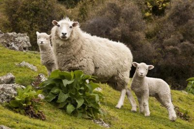 Colin Monteath - Domestic Sheep with twin lambs, Stony Bay, Banks Peninsula, Canterbury, New Zealand