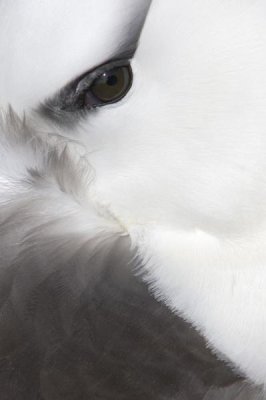 Heike Odermatt - Black-browed Albatross detail, Falkland Islands
