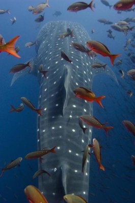 Pete Oxford - Whale Shark swimming with other tropical fish, Galapagos Islands, Ecuador