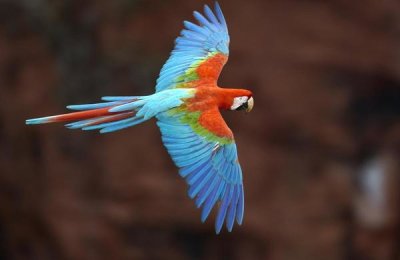 Pete Oxford - Red and Green Macaw flying, Cerrado habitat, Mato Grosso do Sul, Brazil