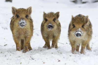 Willi Rolfes - Three Wild Boar piglets, Melle Lower, Saxony, Germany