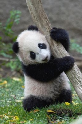 San Diego Zoo - Giant Panda cub, native to China