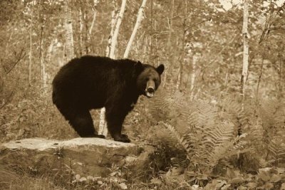 Jurgen and Christine Sohns - Black Bear adult, standing on rock in woodland, Minnesota