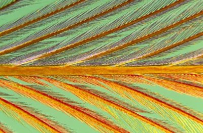 Jan Van Arkel - Close up of feather showing barbules branching off from barb and tiny barbicels