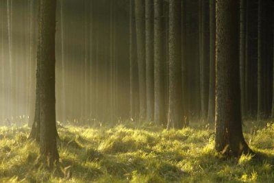 Konrad Wothe - Sunlight filtering through Spruce forest, Bavaria, Germany