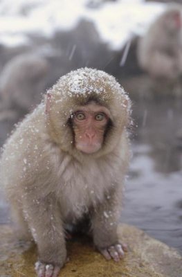 Konrad Wothe - Japanese Macaque in hot springs, Japanese Alps, Nagano, Japan