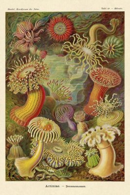 Ernst Haeckel - Haeckel Nature Illustrations: Actiniae