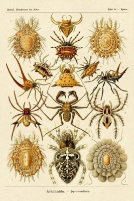 Ernst Haeckel - Haeckel Nature Illustrations: Spiders