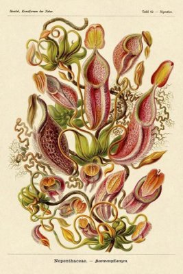 Ernst Haeckel - Haeckel Nature Illustrations: Pitcher Plants