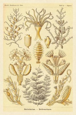Ernst Haeckel - Haeckel Nature Illustrations: Sertulariae