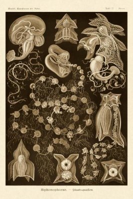 Ernst Haeckel - Haeckel Nature Illustrations: Siphoneae Hydrozoa - Sepia Tint