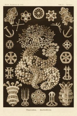 Ernst Haeckel - Haeckel Nature Illustrations: Sea Cucumbers - Sepia Tint